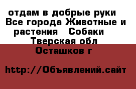 отдам в добрые руки - Все города Животные и растения » Собаки   . Тверская обл.,Осташков г.